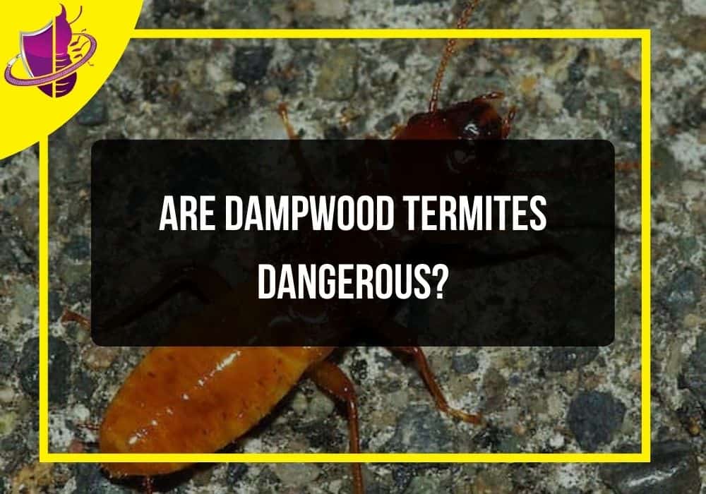 You are currently viewing Are Dampwood Termites Dangerous?