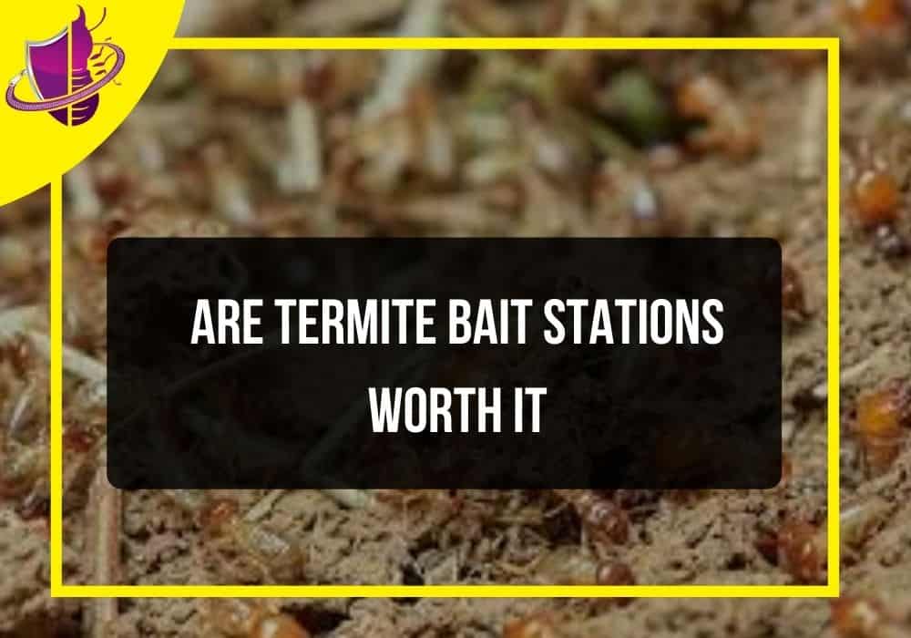 You are currently viewing Are Termite Bait Stations Worth It?