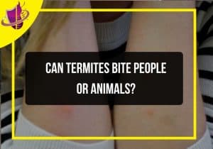 Read more about the article Can Termites Bite People or Animals?