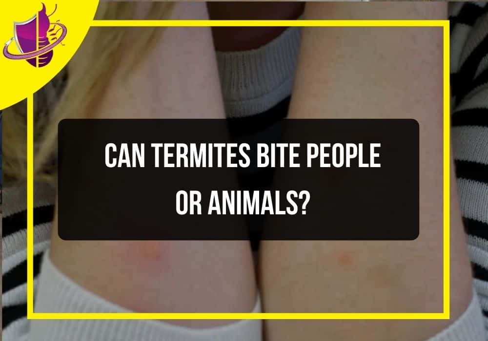 You are currently viewing Can Termites Bite People or Animals?