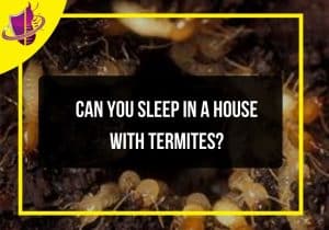 Read more about the article Can You Sleep in a House With Termites?