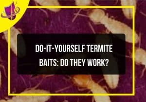 Read more about the article Do-It-Yourself Termite Baits: Do They Work?