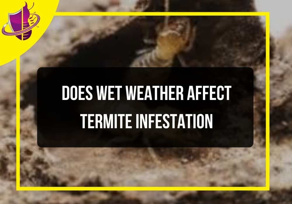 You are currently viewing Does Wet Weather Affect Termite Infestation