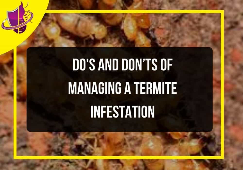 You are currently viewing Dos and Don’ts of Managing a Termite Infestation