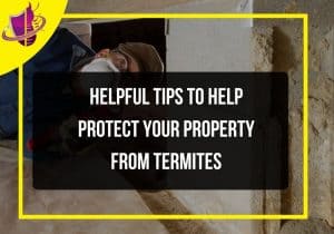 Read more about the article Helpful Tips to Help Protect Your Property From Termites