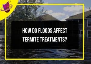 Read more about the article How Do Floods Affect Termite Treatments?