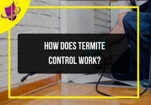 Read more about the article How Does Termite Control Work?