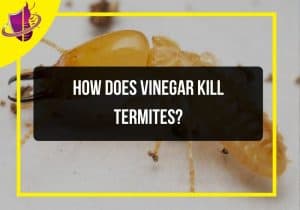 Read more about the article How Does Vinegar Kill Termites?