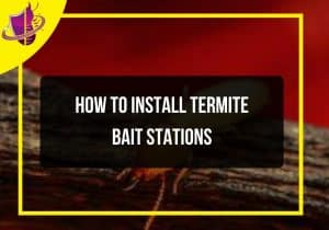 Read more about the article How to Install Termite Bait Stations