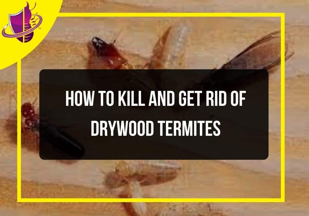You are currently viewing How to Kill and Get Rid of Drywood Termites