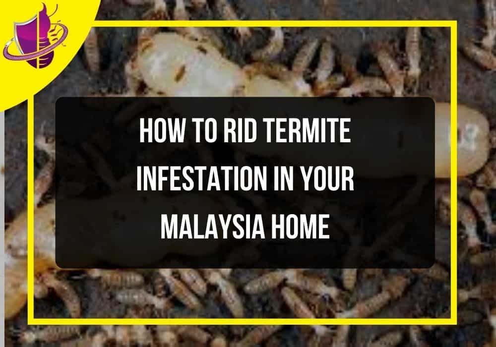 You are currently viewing How to Rid Termite Infestation in Your Malaysia Home