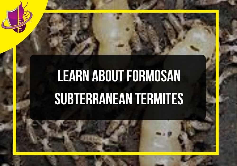 You are currently viewing Learn about Formosan Subterranean Termites