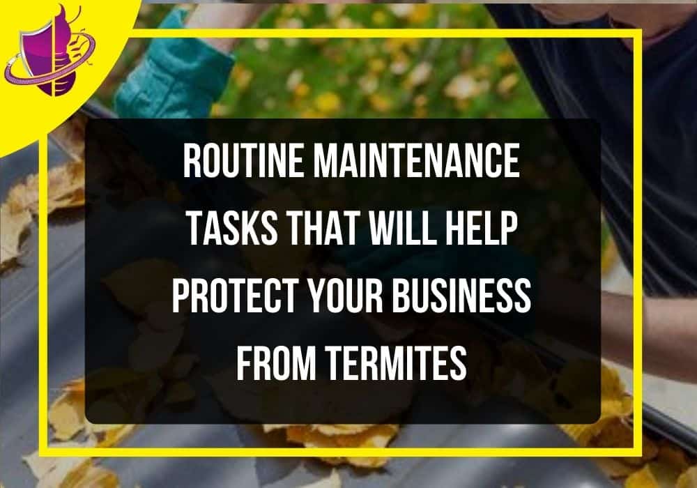 You are currently viewing Routine Maintenance Tasks That Will Help Protect Your Business From Termites