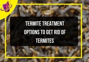 Read more about the article Termite Treatment Options to Get Rid of Termites