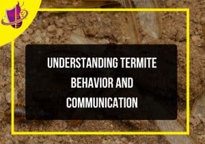 Read more about the article Understanding Termite Behavior and Communication