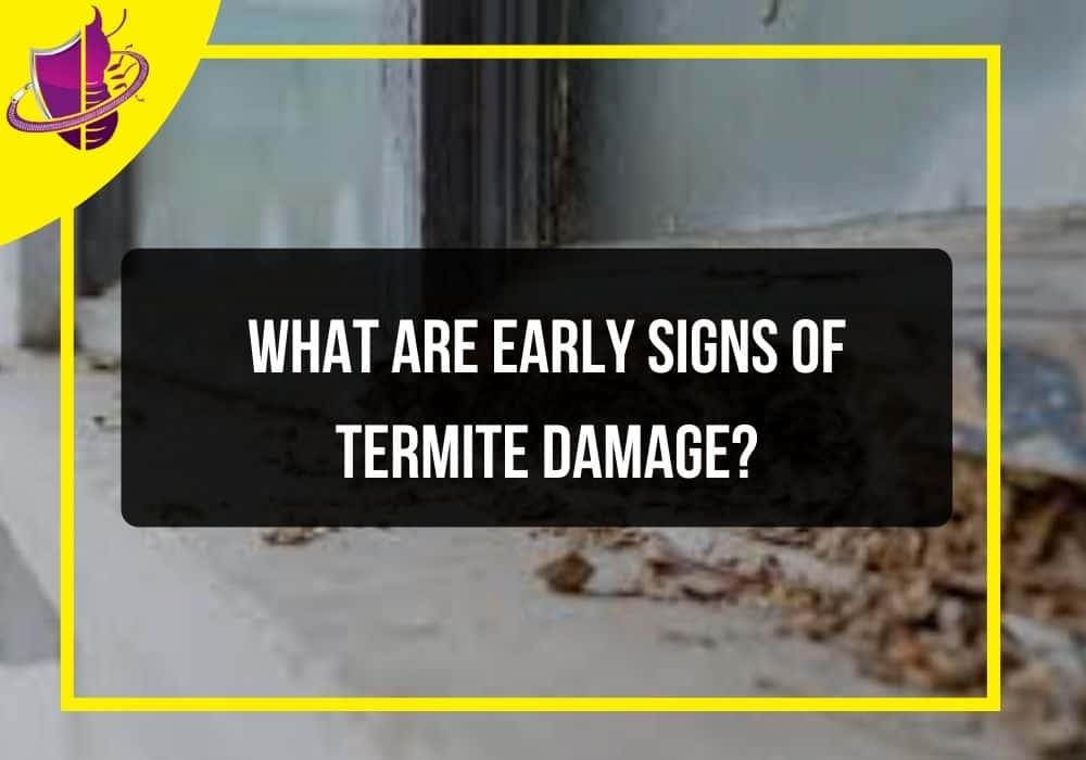 You are currently viewing What Are Early Signs of Termite Damage?