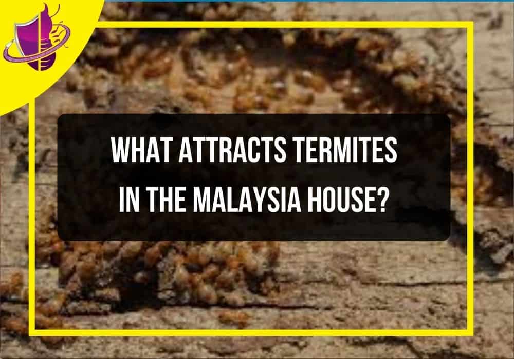 You are currently viewing What Attracts Termites in Malaysia House?