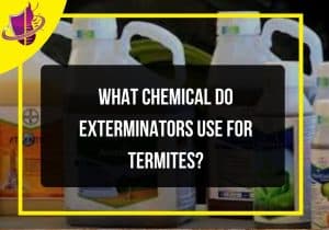 Read more about the article What Chemical Do Exterminators Use for Termites?