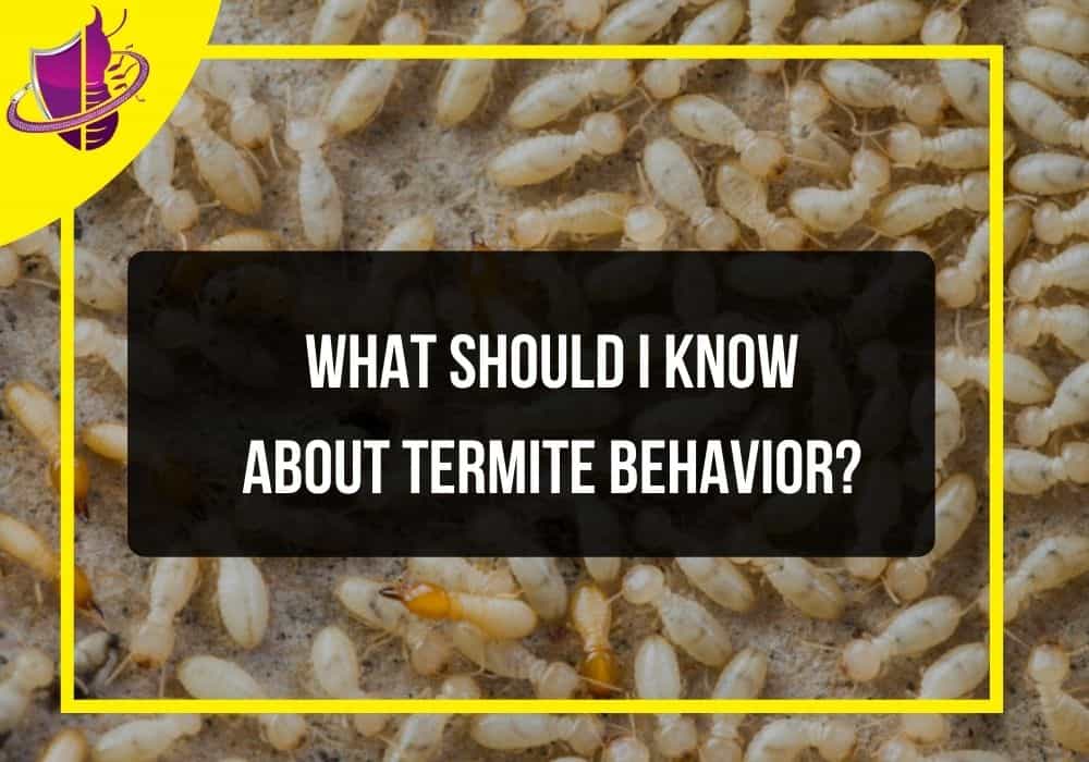 You are currently viewing What Should I Know About Termite Behavior?
