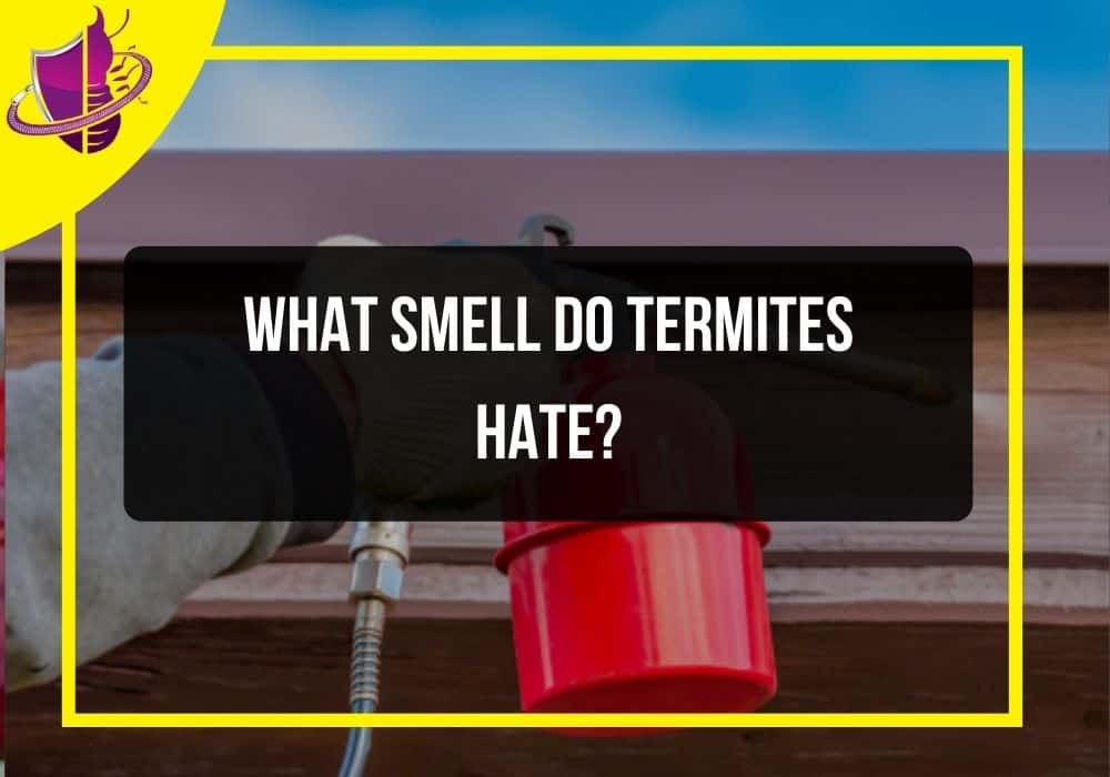 You are currently viewing What Smell Do Termites Hate?