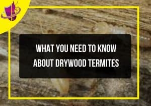 Read more about the article What You Need to Know About Drywood Termites