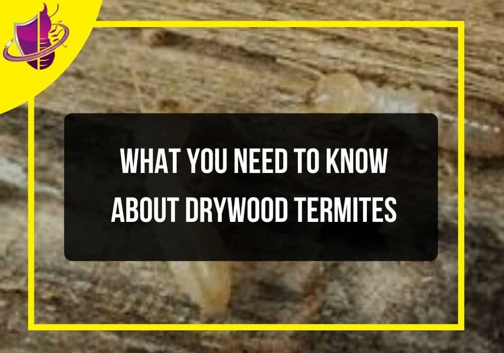 You are currently viewing What You Need to Know About Drywood Termites