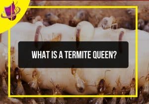 Read more about the article What is a Termite Queen?