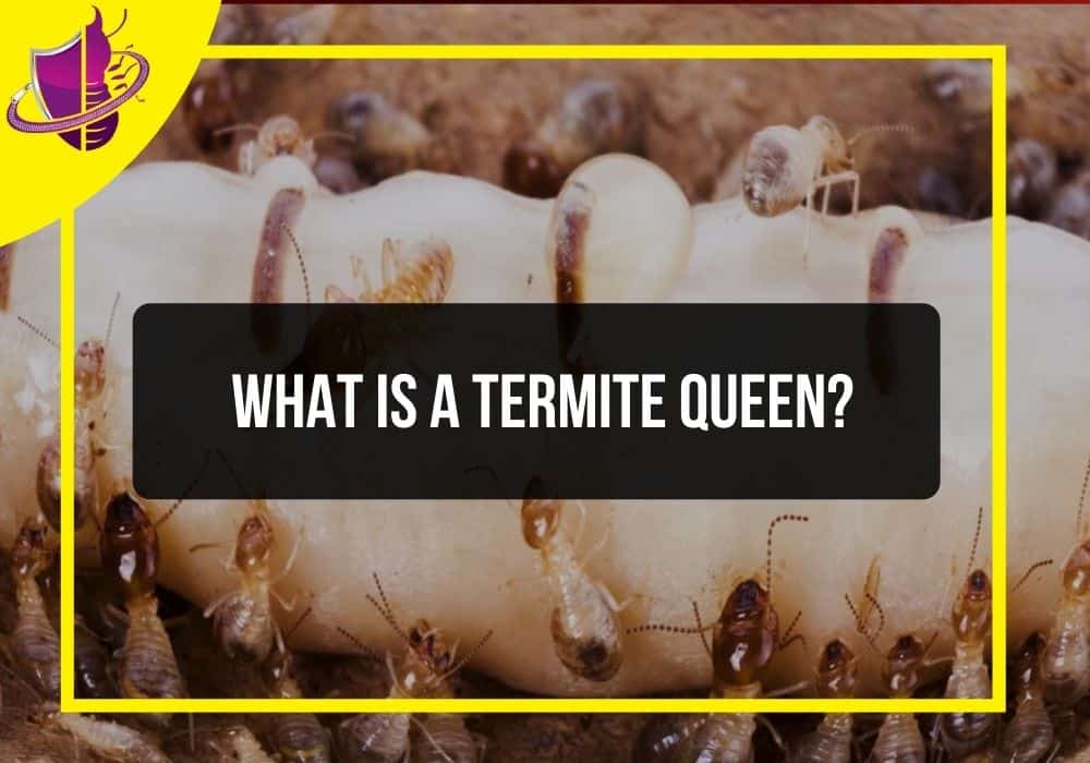 You are currently viewing What is a Termite Queen?