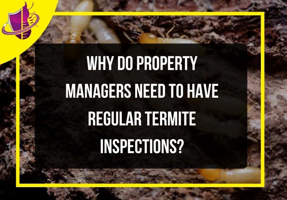 You are currently viewing Why Do Property Managers Need to Have Regular Termite Inspections?