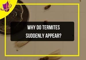Read more about the article Why Do Termites Suddenly Appear?