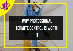 Read more about the article Why Professional Termite Control Is Worth It