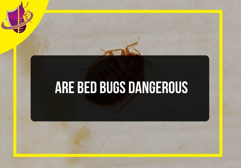 You are currently viewing Are Bed Bugs Dangerous