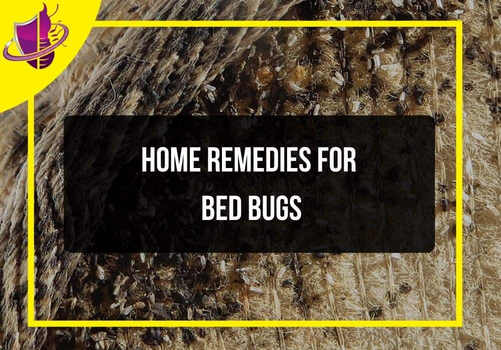 You are currently viewing Home Remedies for Bed Bugs