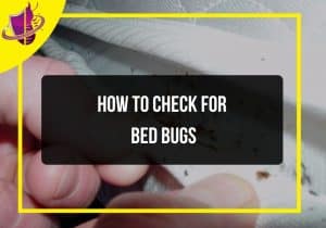 Read more about the article How to Check for Bed Bugs