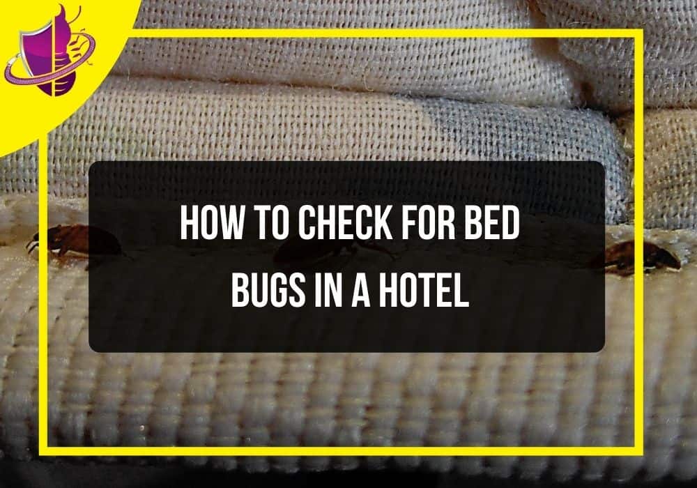 You are currently viewing How to Check for Bed Bugs in a Hotel
