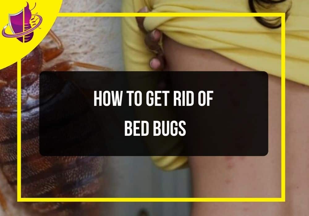 You are currently viewing How to Get Rid of Bed Bugs