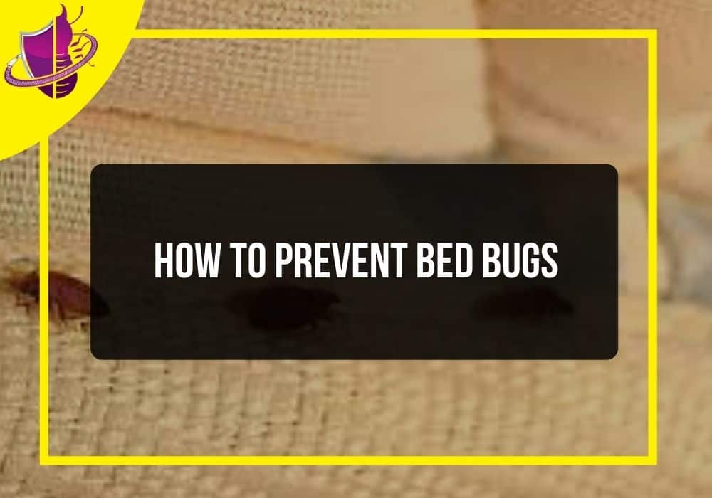 You are currently viewing How to Prevent Bed Bugs