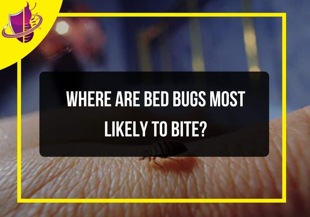 You are currently viewing Where Are Bed Bugs Most Likely to Bite?
