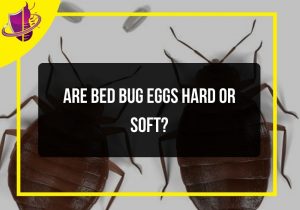 Read more about the article Are Bed Bug Eggs Hard or Soft?