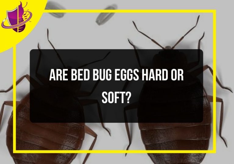 Are Bed Bug Eggs Hard or Soft? Zip Pest Solutions