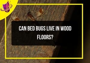 Read more about the article Can Bed Bugs Live in Wood Floors?