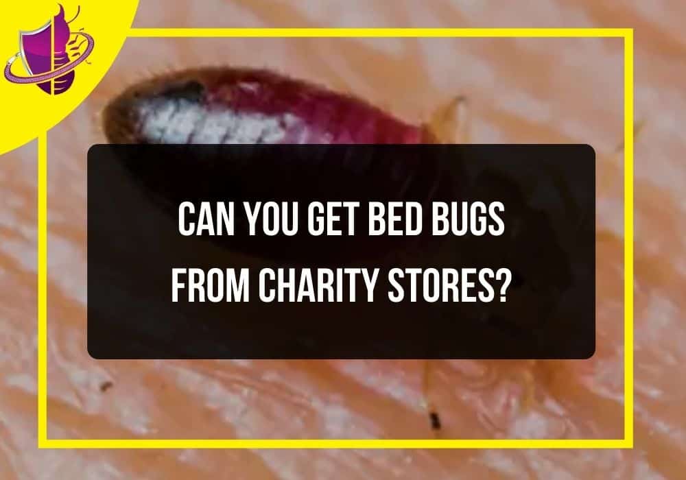 You are currently viewing Can You Get Bed Bugs From Charity Stores?