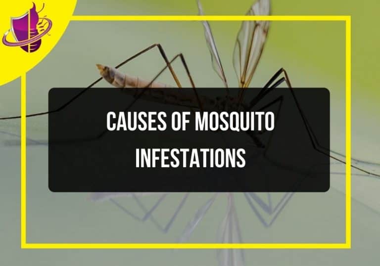 Causes Of Mosquito Infestations Zip Pest Solutions