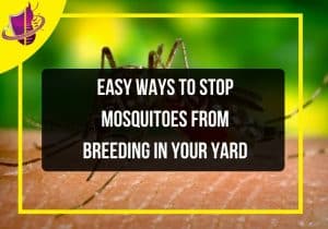 Read more about the article Easy Ways to Stop Mosquitoes From Breeding in Your Yard