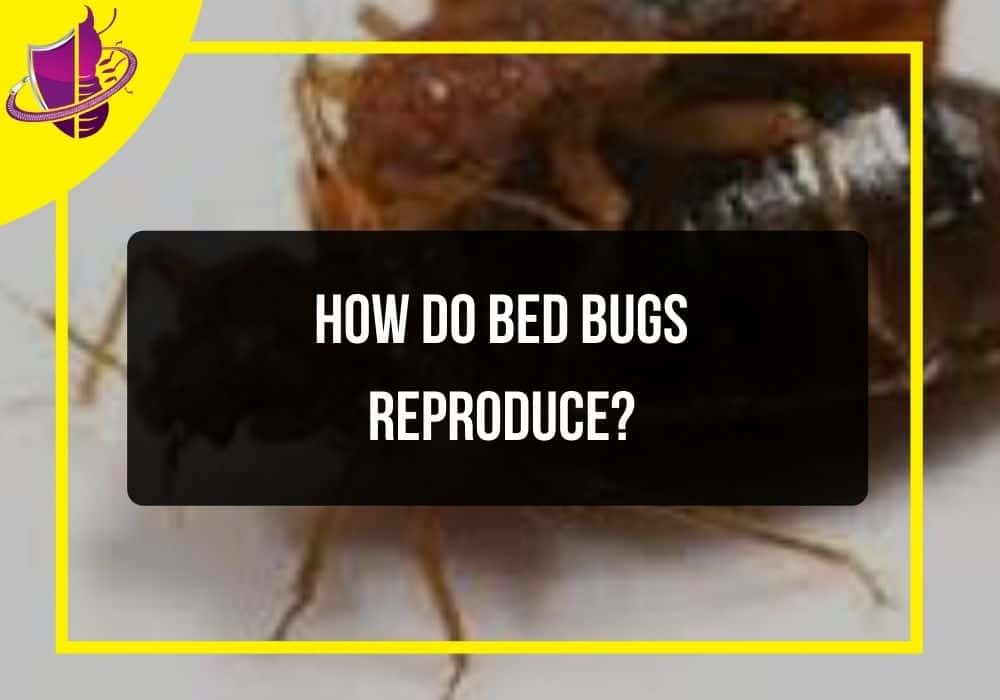You are currently viewing How Do Bed Bugs Reproduce?