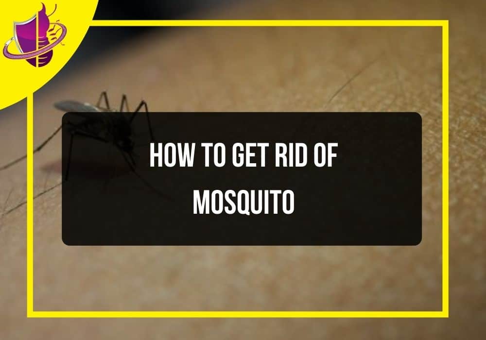 You are currently viewing How to Get Rid of Mosquito