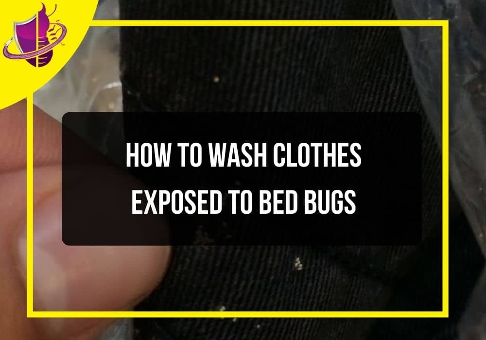 You are currently viewing How to Wash Clothes Exposed to Bed Bugs