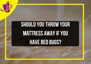 Read more about the article Should You Throw Your Mattress Away if You Have Bed Bugs?
