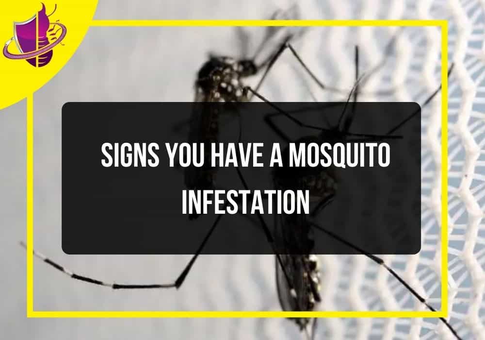 You are currently viewing Signs You Have a Mosquito Infestation