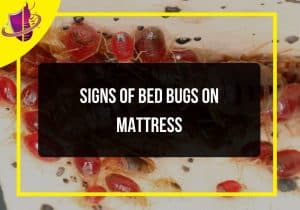 Read more about the article Signs of Bed Bugs on Mattress